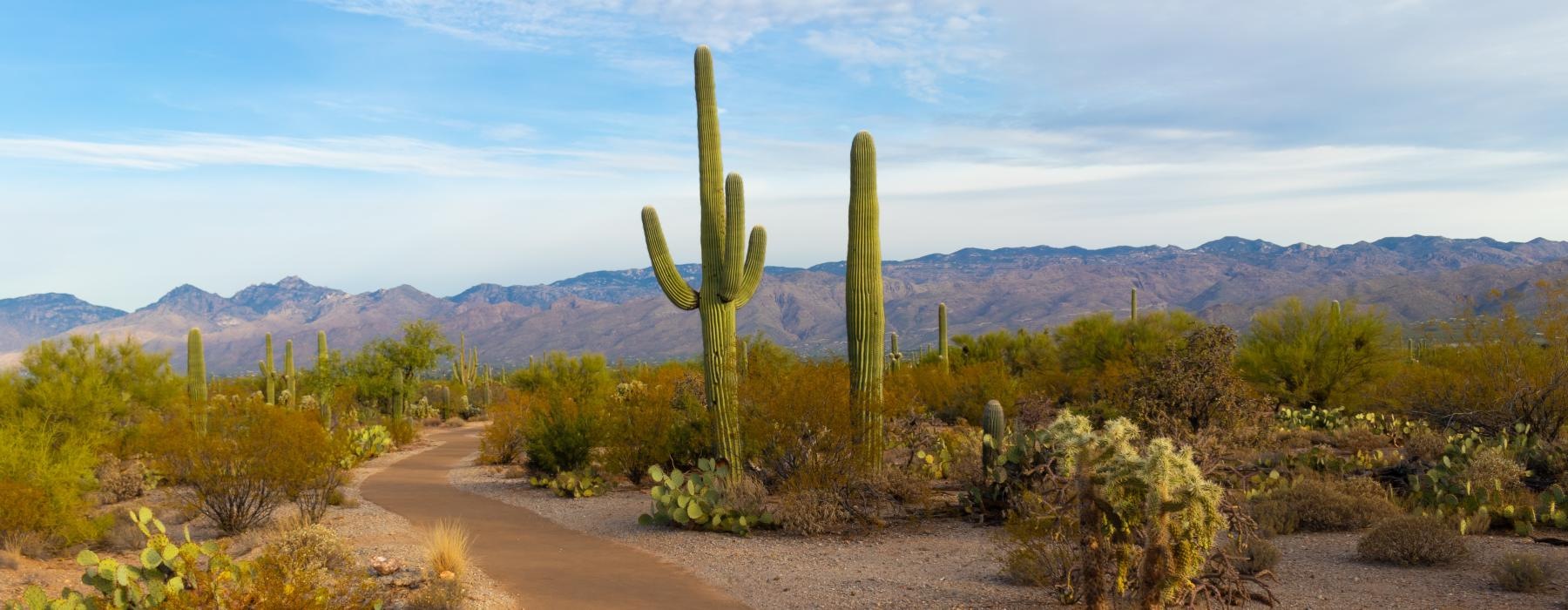 a dirt road with cactus and mountains in the background
